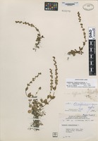 Type of Veronica serpyllifolia Linnaeus variety decipiens Boivin [family SCROPHULARIACEAE]