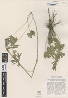 Paratype of Sidalcea malviflora (de Candolle) A. Gray variety sparsifolia [family MALVACEAE]