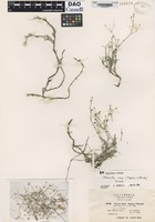 Paratype of Arenaria rosei Maguire & Barneby [family CARYOPHYLLACEAE]