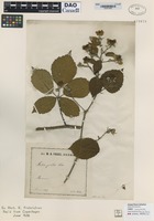 not on sheet of Rubus gratus Focke [family ROSACEAE]
