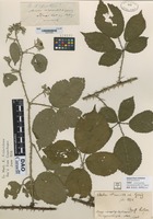 not on sheet of Rubus infestus [family ROSACEAE]