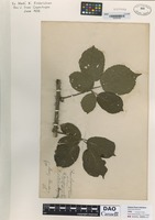 Type of Rubus flensborgensis K. Fr. [family ROSACEAE]