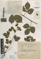 not on sheet of Rubus adenoleucus Chab. [family ROSACEAE]