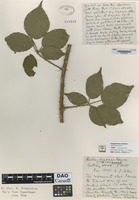 not on sheet of Rubus leyanus Rogers [family ROSACEAE]