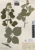 not on sheet of Rubus griffithianus Rogers forma vestitifolius K. Fr. [family ROSACEAE]