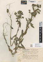 not on sheet of Euphorbia arguta Soland. variety leiocarpa Eig. [family EUPHORBIACEAE]