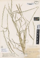 not on sheet of Lolium persicum Boiss [family POACEAE]