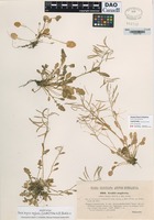 not on sheet of Arabidopsis neglecta (Schultes) O'Kane & Al-Shehbaz [family BRASSICACEAE]
