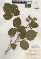 not on sheet of Rubus corylifolius (Sm.) Ag. variety semi-lindebergii K. Fr. [family ROSACEAE]