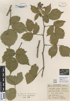 Isotype of not on sheet [family NOT ON SHEET]