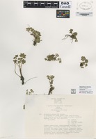 not on sheet of Alchemilla minima S.M. Walters [family ROSACEAE]