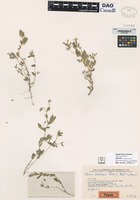 Type? of Lotus laricus Rech. f., Aellen & Esfand. [family FABACEAE]