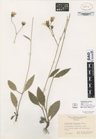 not on sheet of Hieracium triviale Norrl [family ASTERACEAE]