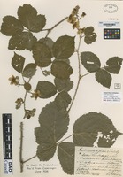not on sheet of Rubus corylifolius (Sm.) Ag. variety semi-lindebergii K. Fr. [family ROSACEAE]