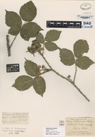 not on sheet of Rubus britannicus Rogers [family ROSACEAE]