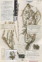 Holotype of Suaeda rolandii Bassett & Crompton [family CHENOPODIACEAE]