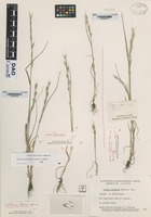 Type of Lolium persicum Boiss. & Höh. variety laeve [family POACEAE]