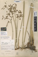 Type of Scirpus ×oblongus T. Koyama [family CYPERACEAE]