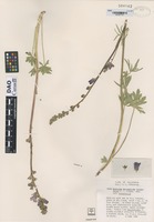 Paratype of Sidalcea malviflora (de Candolle) A. Gray variety sparsifolia [family MALVACEAE]
