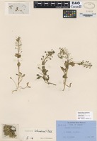 not on sheet of Cochlearia officinalis L. [family BRASSICACEAE]