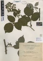 not on sheet of Rubus micans God. variety ramosipes Sud. [family ROSACEAE]