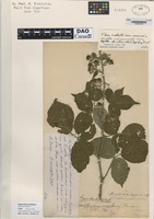 Type of Rubus flensborgensis K. Fr. [family ROSACEAE]