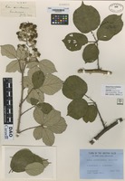 Type? of Rubus cornubiensis Rilstone [family ROSACEAE]