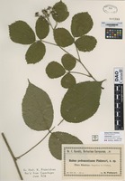 not on sheet of Rubus pedemontanus Pinkwart [family ROSACEAE]