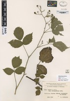 not on sheet of Rubus rudis W. & N. subspecies lenispinosus Sabr. [family ROSACEAE]