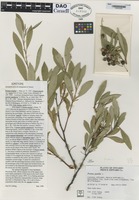 Epitype of Prunus pumila L. [family ROSACEAE]