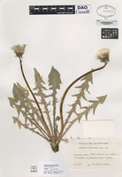 not on sheet of Taraxacum altissimum Lindb. fil. [family ASTERACEAE]