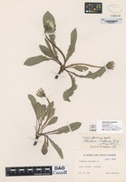 not on sheet of Taraxacum faeroënse Dahlstedt ex H.H. Johnston [family ASTERACEAE]