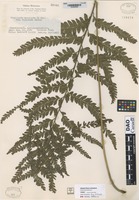 not on sheet of Microlepia marginata C. Chr. variety bipinnata Makino [family DENNSTAEDTIACEAE]