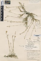 Isotype of Minuartia yukonensis Hulten [family CARYOPHYLLACEAE]