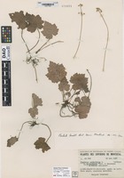 Type? of Tiarella cordifolia Linnaeus forma allanthera Victorin & Rousseau [family SAXIFRAGACEAE]