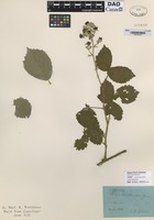 not on sheet of Rubus adscitus Gast. Genev. [family ROSACEAE]