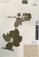 Type of Rubus flensburgensis Frid. [family ROSACEAE]