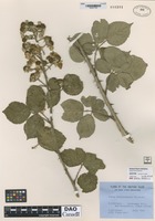 Type? of Rubus lamburnensis Rilstone [family ROSACEAE]