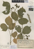 not on sheet of Rubus villicaulis × macrophyllus Utsch. [family ROSACEAE]