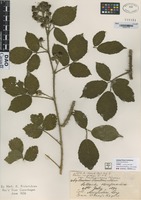 not on sheet of Rubus rosaceus W. & N. variety purchasianus Rogers [family ROSACEAE]
