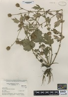 Isotype of Geum aleppicum Jacquin subspecies cuneatum [family ROSACEAE]