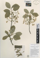 Isotype of Prunus ×pugetensis A.L. Jacobson & Zika [family ROSACEAE]