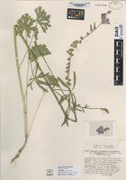 Type? of Sidalcea malviflora (de Candolle) A. Gray variety sparsifolia C.L. Hitchcock [family MALVACEAE]