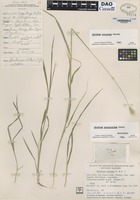 Type? of Hordeum hexaploidum Covas [family POACEAE]