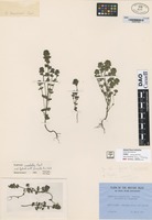not on sheet of Euphrasia marshallii Pugsley [family SCROPHULARIACEAE]