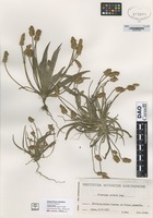 not on sheet of Plantago notata Lag. [family PLANTAGINACEAE]