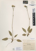 not on sheet of Hieracium grandidens [family ASTERACEAE]