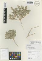 Isotype of Atriplex longitrichoma Stutz, G. L. Chu, and S. C. Sanderson [family CHENOPODIACEAE]