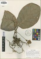 Isotype of Calathea dressleri H. Kenn. [family MARANTACEAE]