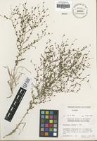 Holotype of Calycadenia hooveri G. D. Carr [family ASTERACEAE]